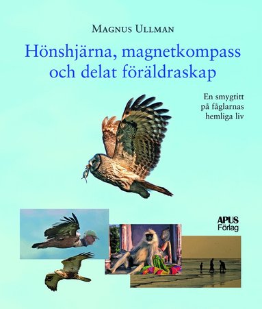 Magnus Ullman - Hönshjärna, magnetkompass och delat föräldraskap, Inbunden