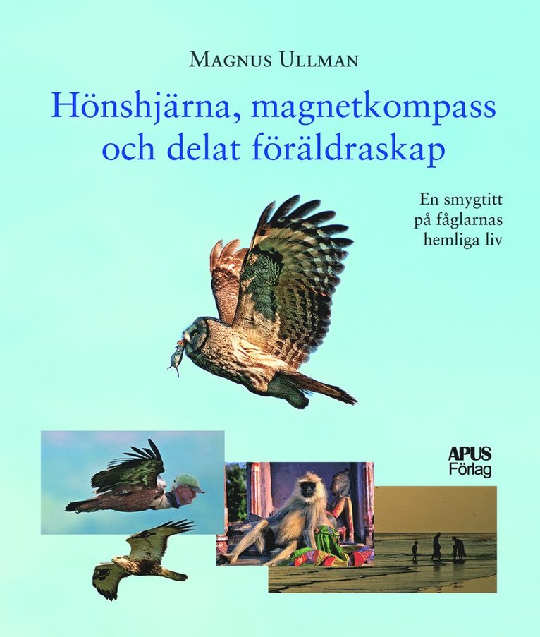 Hönshjärna, magnetkompass och delat föräldraskap 1