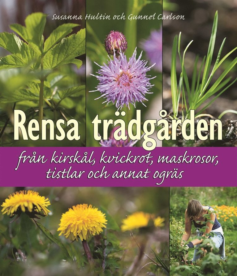 Rensa trädgården från kirskål, kvickrot, maskrosor, tistlar och annat ogräs