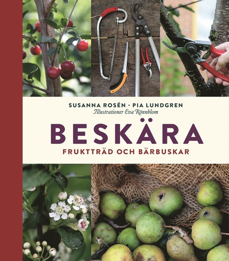 Beskära : fruktträd och bärbuskar