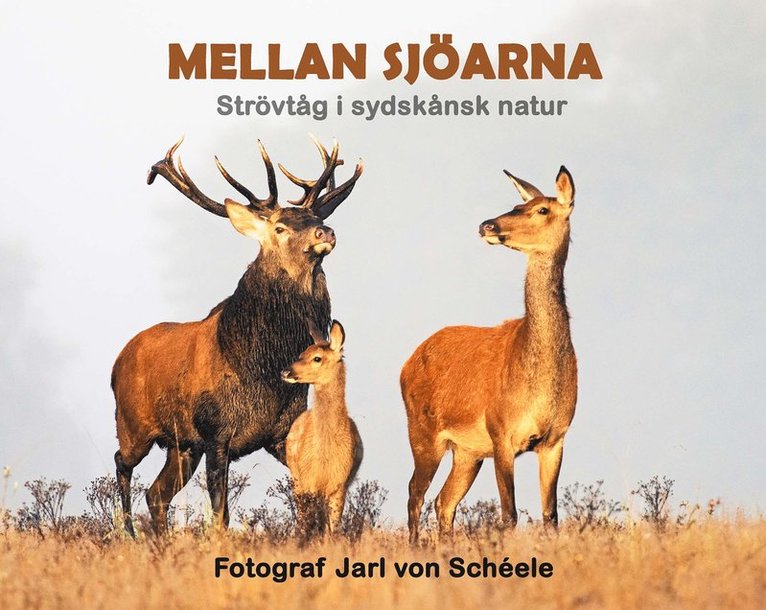 Jarl von Schéele - Mellan sjöarna : strövtåg i sydskånsk natur, Inbunden