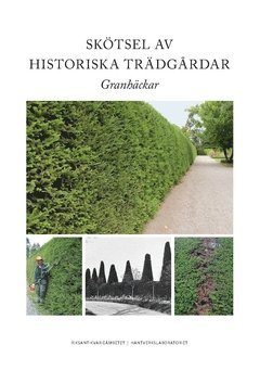 Skötsel av historiska trädgårdar : granhäckar 1