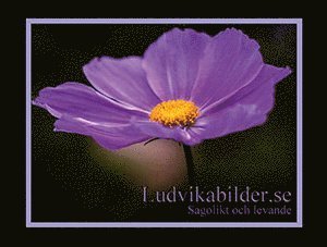 Text- och bildgruppen Ludvika kommun - Ludvikabilder.se - Sagolikt och levande, Häftad