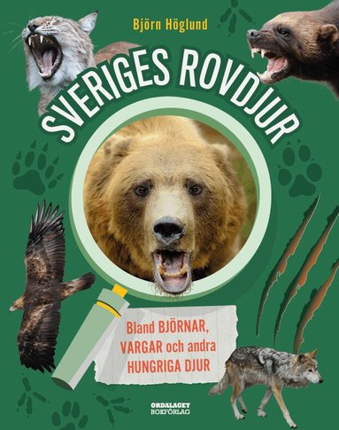 Björn Höglund - Sveriges rovdjur : Bland björnar, vargar och andra hungriga djur, Inbunden