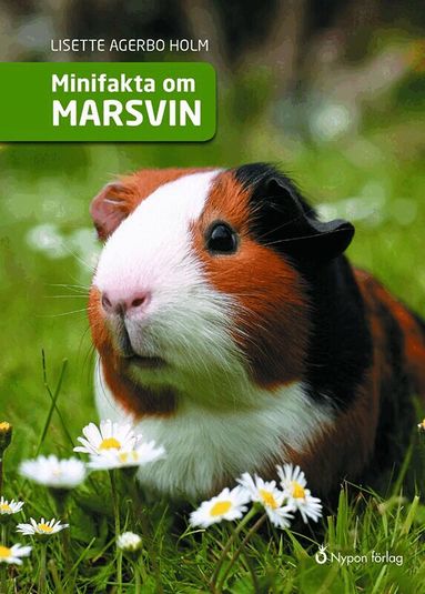 Lisette Agerbo Holm - Minifakta om marsvin, Inbunden