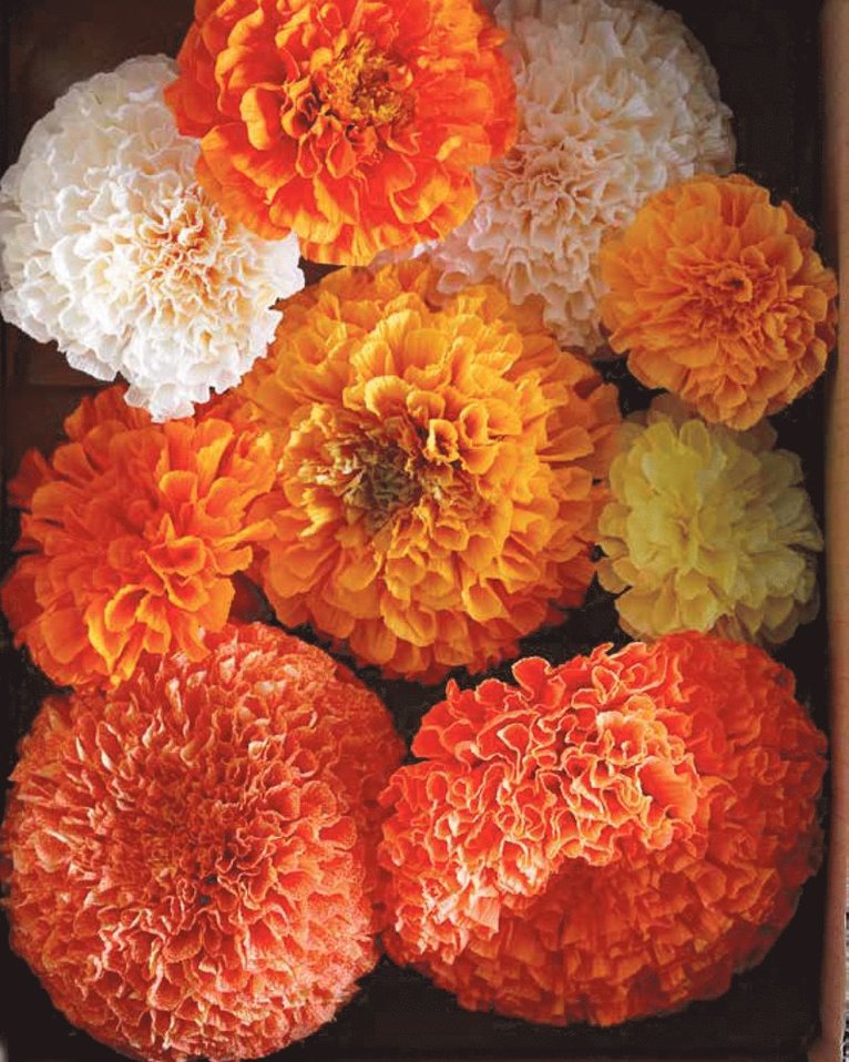 Tiffanie Turner - Blommor av papper : Handbok i konsten att skapa vackra, naturtrogna växter, Inbunden