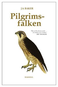 bokomslag Pilgrimsfalken