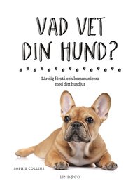 bokomslag Vad vet din hund? : lär dig förstå och kommunicera med ditt husdjur