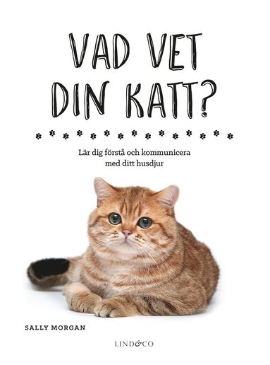 bokomslag Vad vet din katt? : lär dig förstå och kommunicera med ditt husdjur