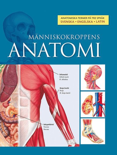 Människokroppens anatomi, Inbunden