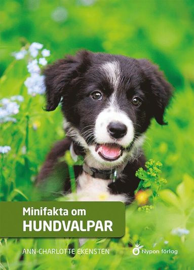 bokomslag Minifakta om hundvalpar