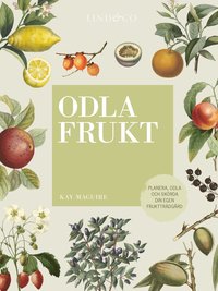 bokomslag Odla frukt : planera, odla och skörda din egen fruktträdgård