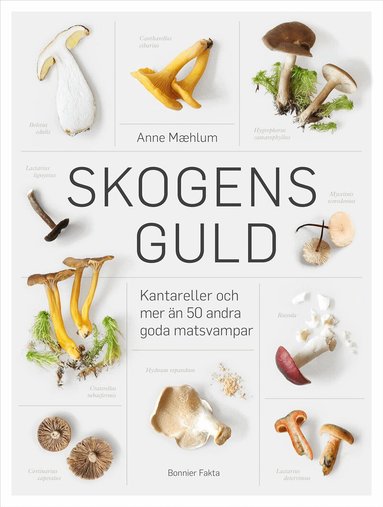 Anne Maehlum - Skogens guld, Inbunden