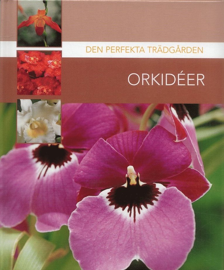Orkidéer 1
