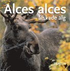 Alces alces : älskade älg 1