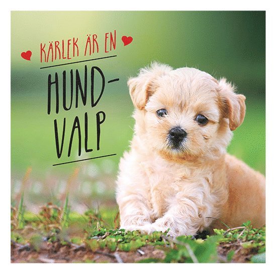 Charlie Ellis - Kärlek är en hundvalp, Inbunden