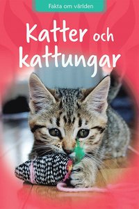 bokomslag Katter och kattungar