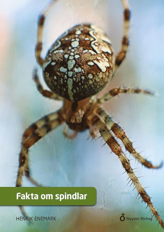 Fakta om spindlar 1