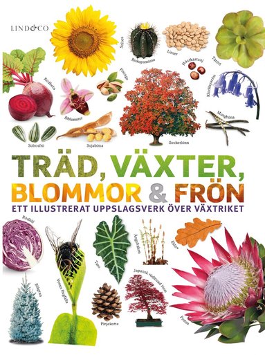 Sarah Jose - Träd, växter, blommor och frön : ett illustrerat uppslagsverk över växtriket, Inbunden