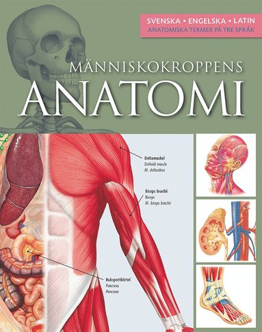 bokomslag Människokroppens anatomi