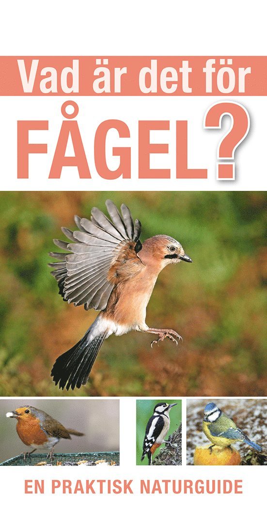 Rob Hume - Vad är det för fågel?, Häftad