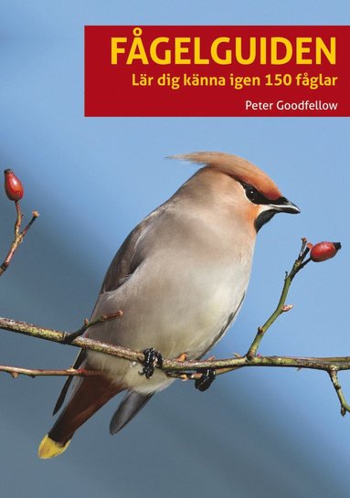 bokomslag Fågelguiden : lär dig känna igen 150 fåglar