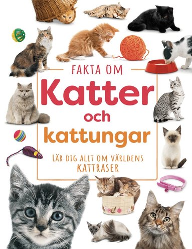 Kritika Gupta - Fakta om katter och kattungar : lär dig allt om världens kattraser, Inbunden