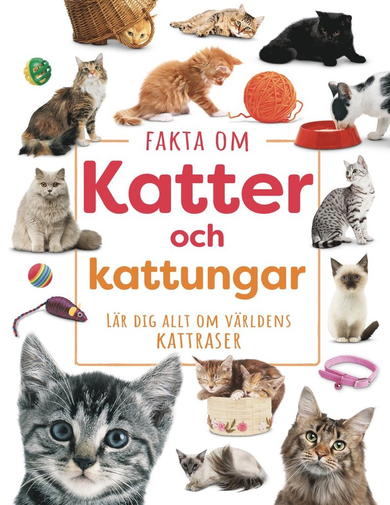 Fakta om Katter och kattungar - Lär dig allt om  världens kattraser
