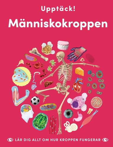 Caroline Stamps - Upptäck människokroppen : lär dig allt om hur kroppen fungerar, Inbunden