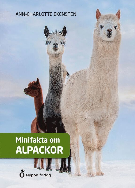 Minifakta om alpackor 1