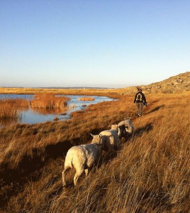 bokomslag Galterö - en ö i Göteborgs södra skärgård