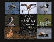 Gunnar Aus - Fokus på FÅGLAR, Inbunden
