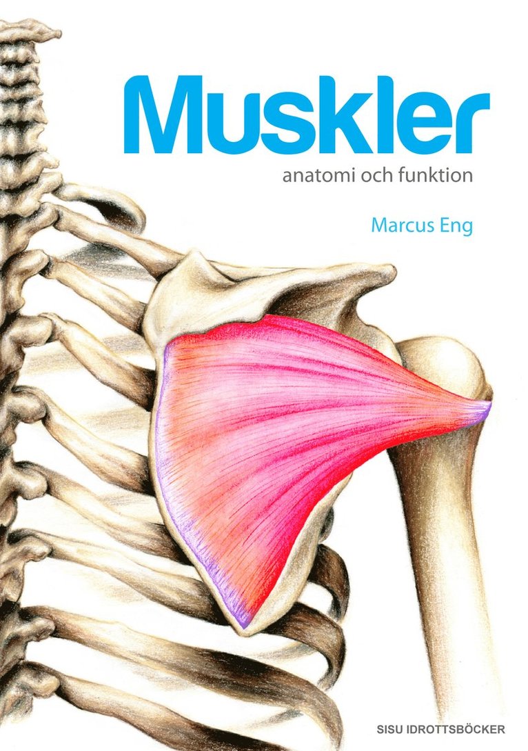Muskler anatomi och funktion 1