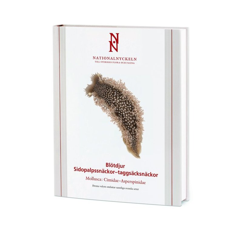 Blötdjur: Sidopalpssnäckor - taggsäcksnäckor. Mollusca: Cimidae-Asperspinidae 1