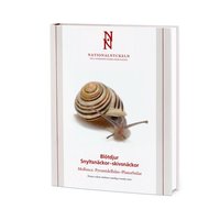 bokomslag Blötdjur: Snyltsnäckor - skivsnäckor: Mollusca Pyramidellidae-Planorbidae