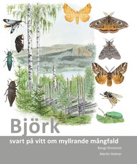 bokomslag Björk : svart på vitt om myllrande mångfald