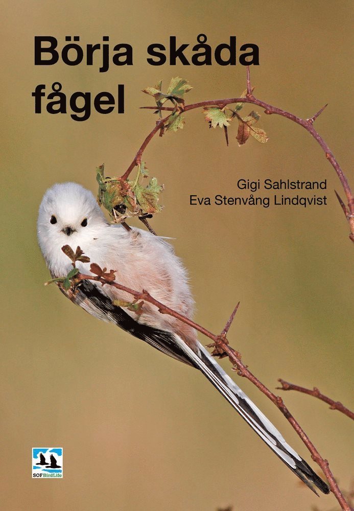 Börja skåda fågel