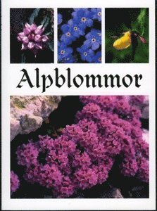 Alpblommor 1