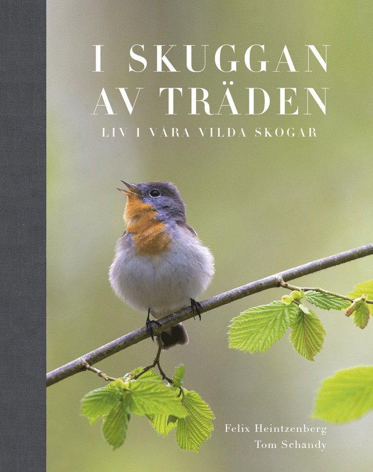 Felix Heintzenberg, Tom Schandy - I Skuggan av träden : liv i våra vilda skogar, Inbunden