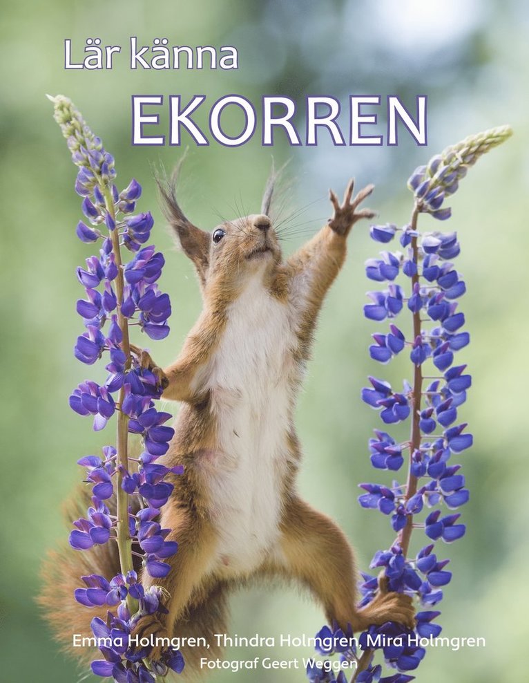 Lär känna ekorren 1