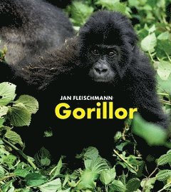 Jan Fleischmann - Gorillor : en spännande upptäcktsresa i Kongo, Häftad