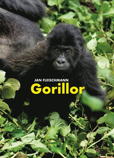 bokomslag Gorillor: en spännande upptäcktsresa i Kongo