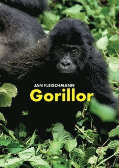 Jan Fleischmann - Gorillor: en spännande upptäcktsresa i Kongo, Inbunden