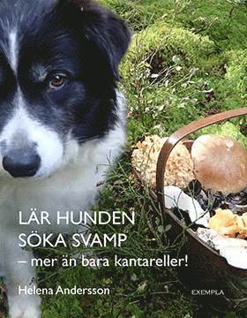 bokomslag Lär hunden söka svamp - mer än bara kantareller!