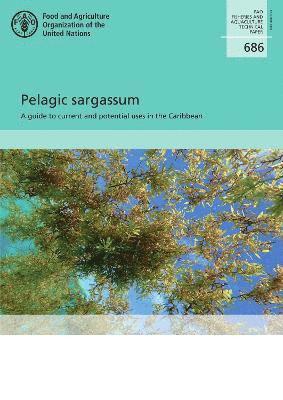 Pelagic sargassum 1