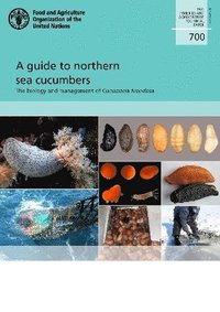 bokomslag A guide to northern sea cucumbers