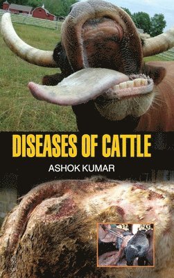 bokomslag Diseases of Cattle