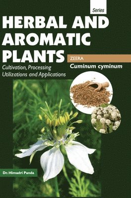HERBAL AND AROMATIC PLANTS - Cuminum cyminum (ZEERA) 1