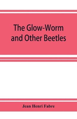 Glow-Worm and Other Beetles