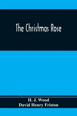 Christmas Rose 1